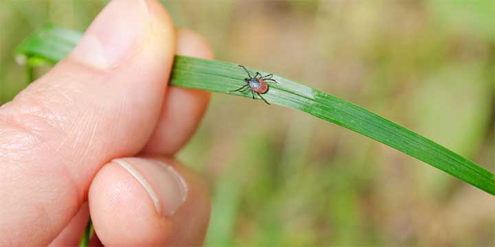 lymes disease tick