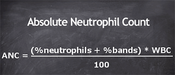 absolute neutrophil count (anc)
