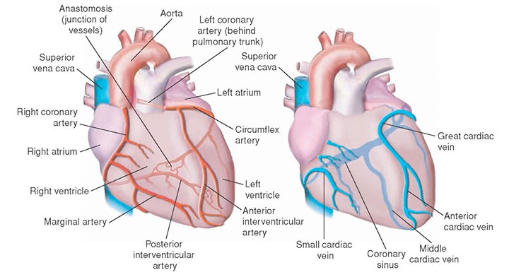 Drugs for acute coronary syndrome