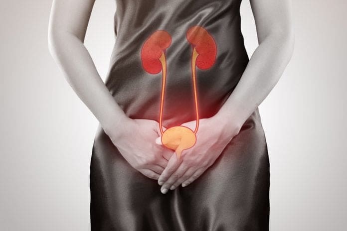 bladder