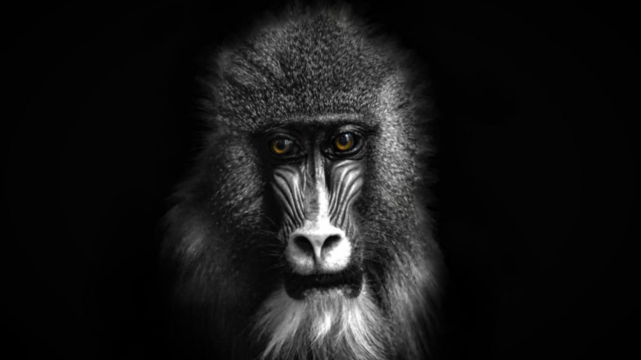 A Congress Of Baboons American Nurse