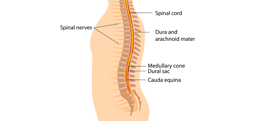 cauda equina