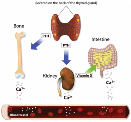 parathyroid glands blood vessel american nurse journal