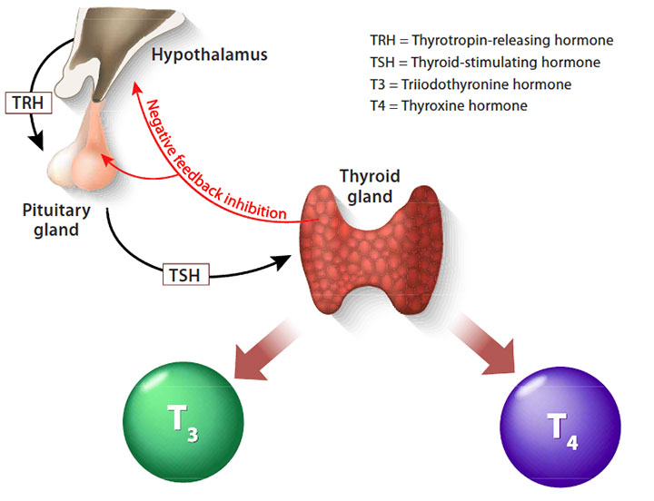 Hypothyroidism and nursing care