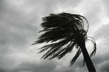conflict duty provide care disaster strikes palm tree