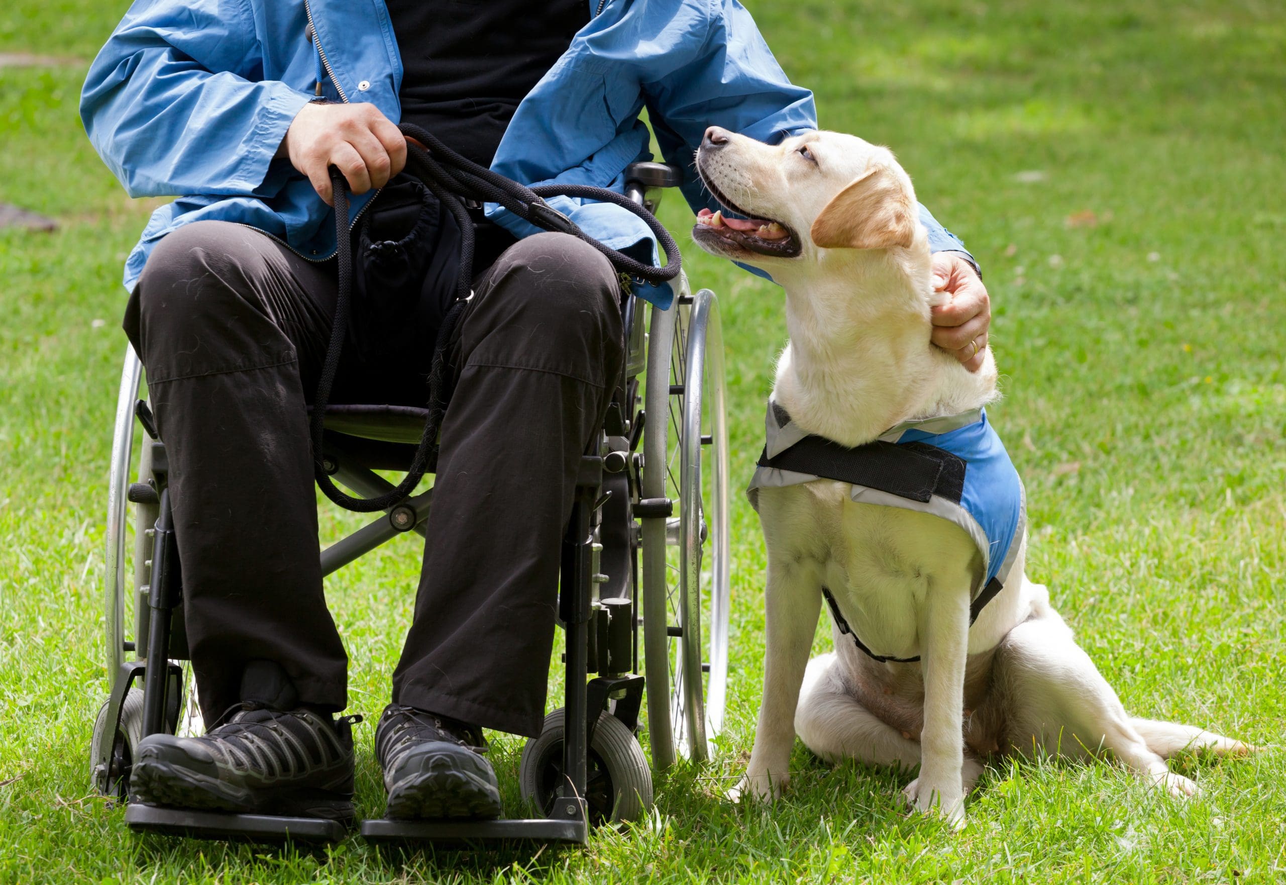 How Service Dogs Help With Chronic Pain And Physical Disabilities