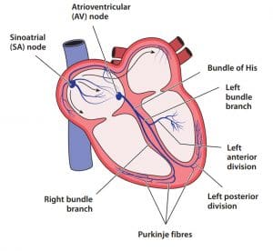 Electrical Conduction: Normal Path