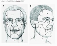 Figure 1. Facial Svubunits (Fattahi, 2003)